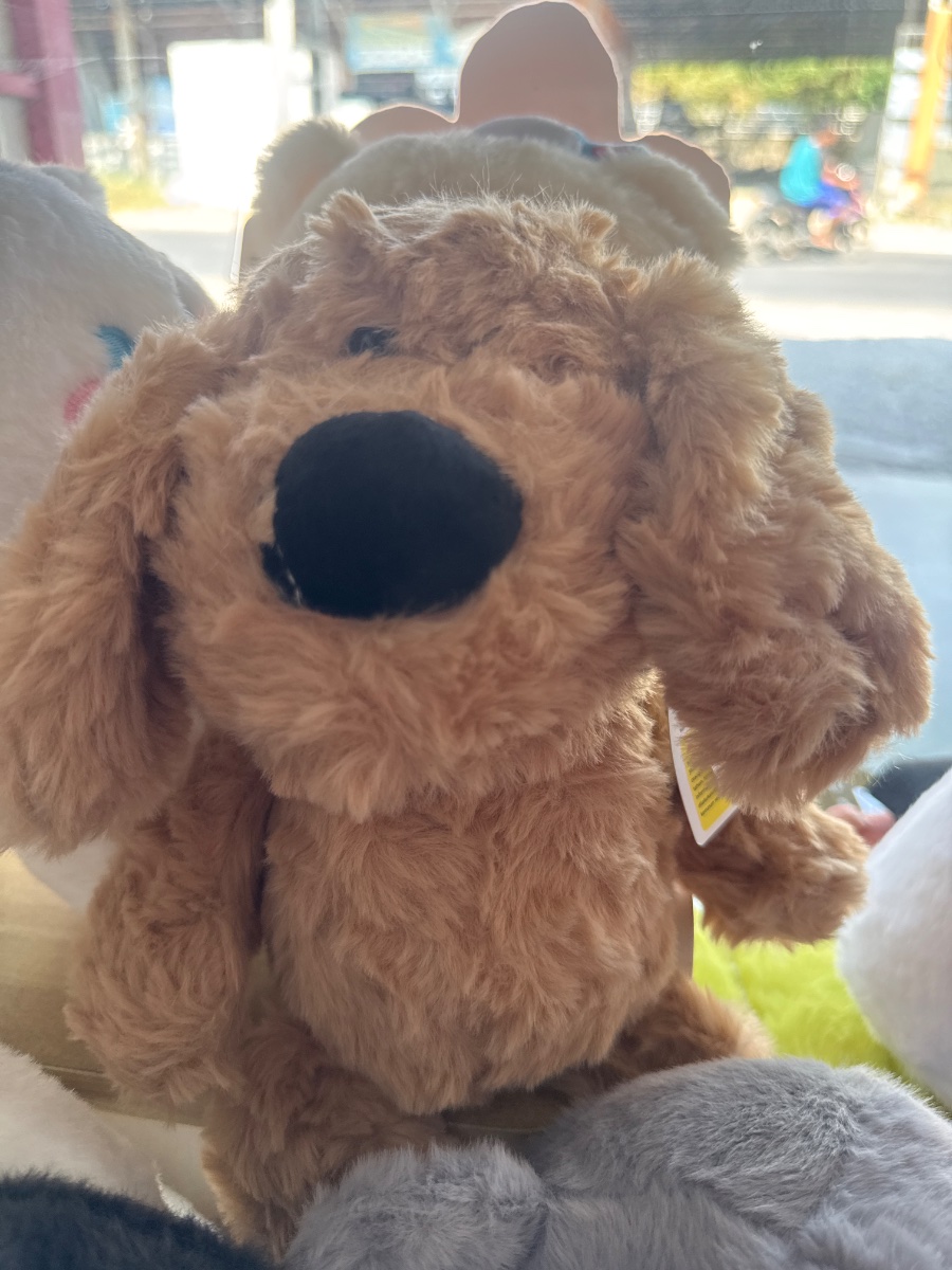 Brown Puppy